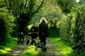 4 dogs walking back home with owner