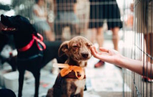 Puppy smiling as he knows he just found his perfect pet friendly home.